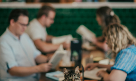 Unieke overnamekans: Mau Kattencafé in Genk image