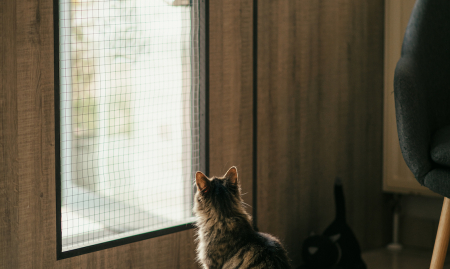 Unieke overnamekans: Mau Kattencafé in Genk image